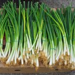 Daun Bawang Awet dan Segar: Trik Praktis untuk Setiap Dapur