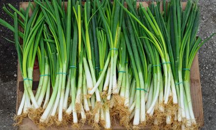 Daun Bawang Awet dan Segar: Trik Praktis untuk Setiap Dapur