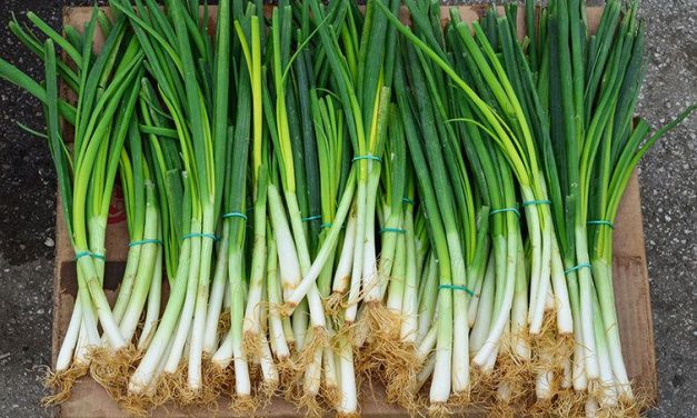 Daun Bawang Awet dan Segar: Trik Praktis untuk Setiap Dapur