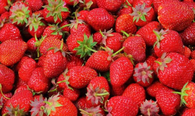 Manfaat Buah Beri Untuk Kesehatan, Yang Kaya Antosianin