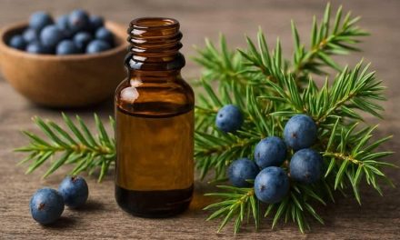Aroma Juniper Dalam Parfum, Segar, Berkayu, Dan Sedikit Pedas